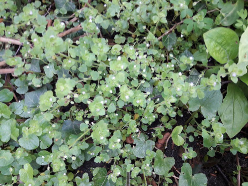 piepkleine witte bloemetjes .